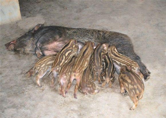 野猪繁育方法