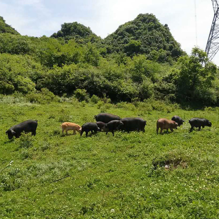 山猪养殖经验