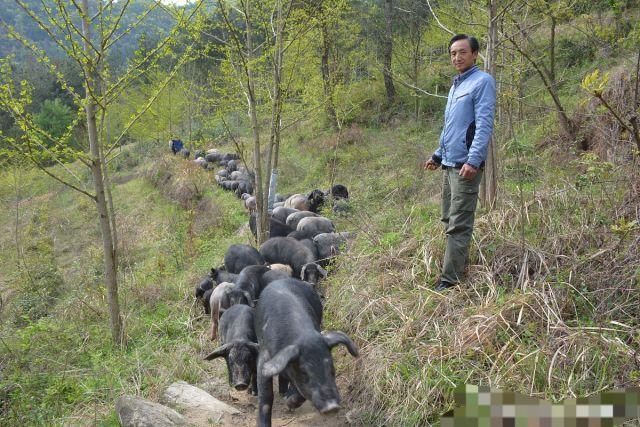 山猪养殖如何圈山