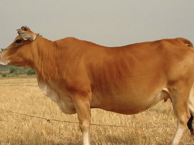 肉牛