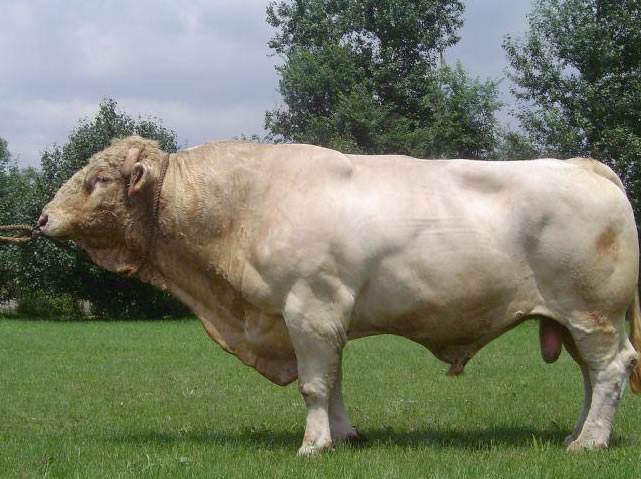 肉牛