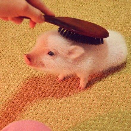 小香猪多少钱一只