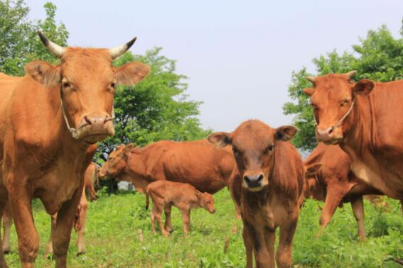 肉牛养殖成本