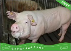 破解种猪裂蹄症治疗难题的方案