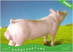 自繁种猪比买种猪增成本
